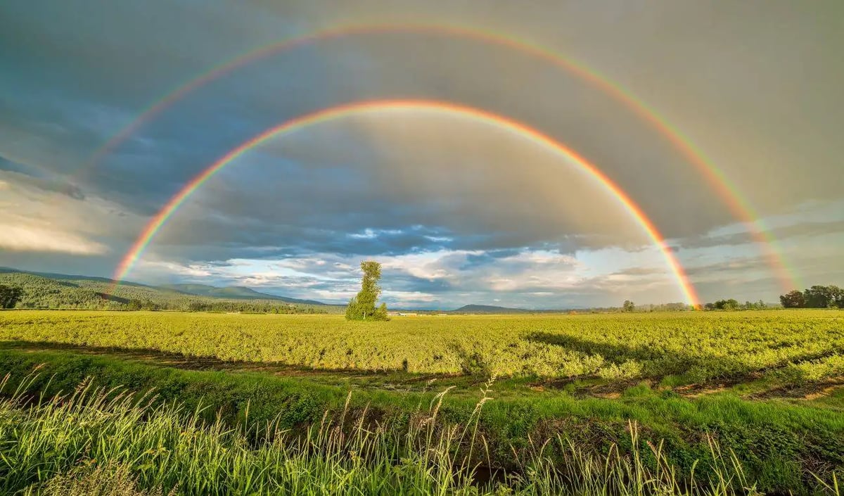 Rainbow over grass field